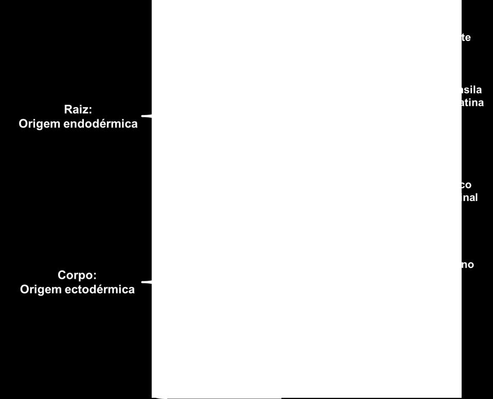 Deriva do terceiro e quarto arcos faríngeos que são revestidos internamente pelo endoderma, uma vez que se desenvolvem posteriormente à membrana bucofaríngea (Fig. 6A e 6B). Figura 5.