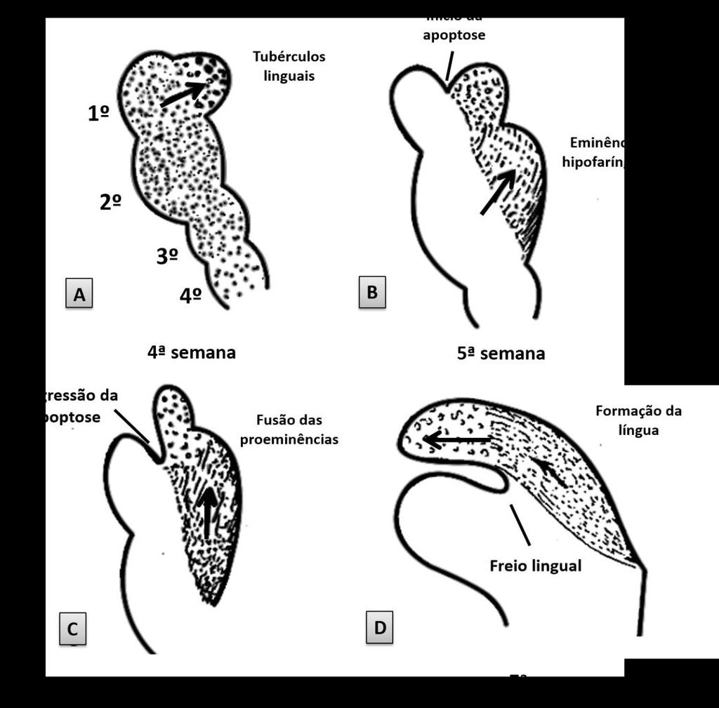 Figura 7. Corte sagital mediano da porção ventral da faringe primitiva mostrando o início da formação da língua e a direção de seu crescimento (sentido da seta).