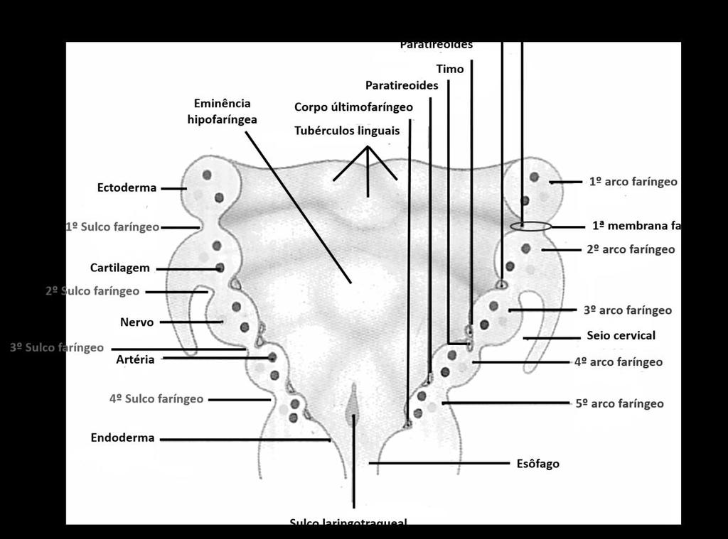 em que o ectoderma dos sulcos faríngeos entra em contato com o endoderma das bolsas faríngeas denominam-se membranas faríngeas 1 (Fig. 1). Figura 1.