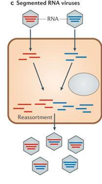 (2011). Why do RNA viruses recombine?