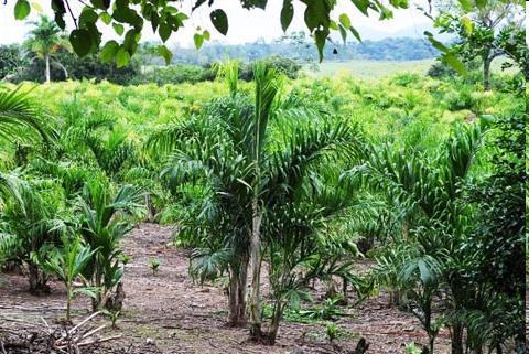 A REVOLUÇÃO DO PALMITO DE PUPUNHA PRODUÇÃO