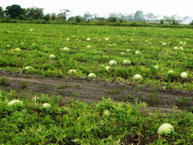 Epidemia de Podridão de frutos: Área comercial