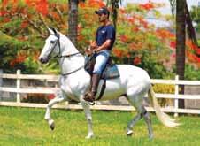 Campeão Cavalo Júnior da Categoria - Campos dos Goytacazes/RJ - 2015 Reservado Campeão Potro Jovem da Categoria - Paty de Alferes/RJ - 2014