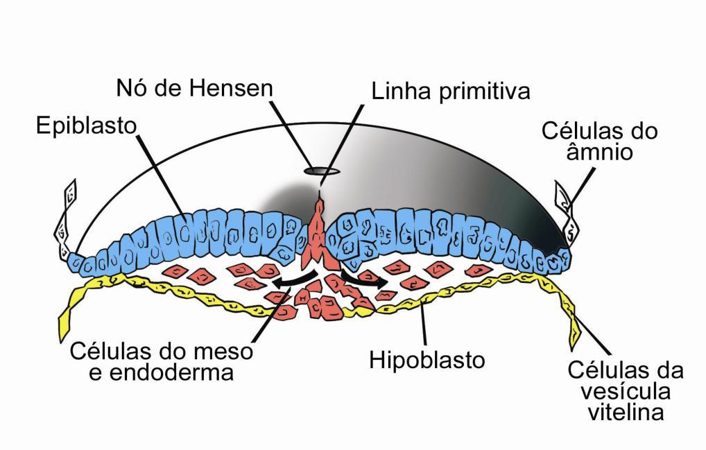 Com a migração desses territórios presuntivos, o hipoblasto, em amarelo na Figura 5, está sendo empurrado para as paredes laterais da vesícula vitelina.