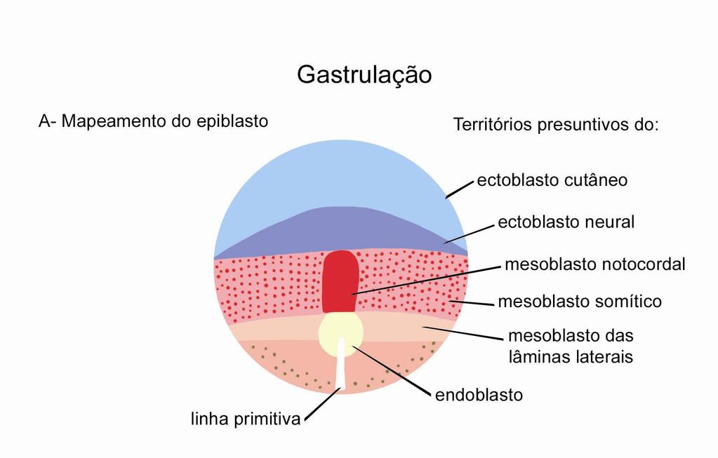 Na Figura 4 é mostrado o mapeamento do epiblasto e seus respectivos territórios presuntivos.