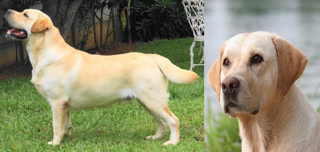 29 2.4.5 Labrador Retriever Figura 7: Cão da raça Labrador Retriever (Fonte: http://dogs.petbreeds.com/l/95/labrador- Retriever). País de origem: Grã-Bretanha. Aptidão: atividades de caça e faro.