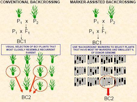 Comparing conventional and marker-assisted