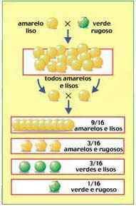 Experimentos de Mendel P: