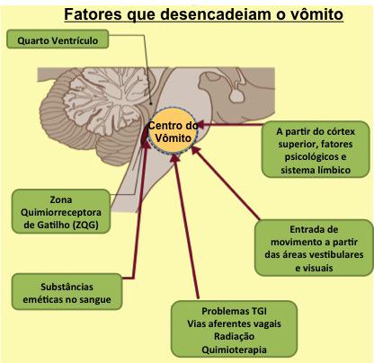 16 As estruturas centrais envolvidas na resposta do vômito são ricas em receptores dopaminérgicos, muscarínicos,