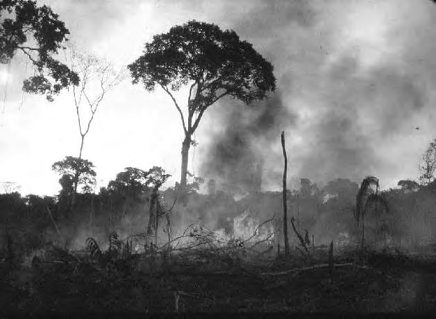 Queimada inicial da floresta, predominantemente com queimadas em chamas, libera carbono principalmente em forma de CO.