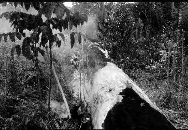 Após a queimada inicial, aproximadamente 70% da biomassa aérea da floresta permanecem não queimados.