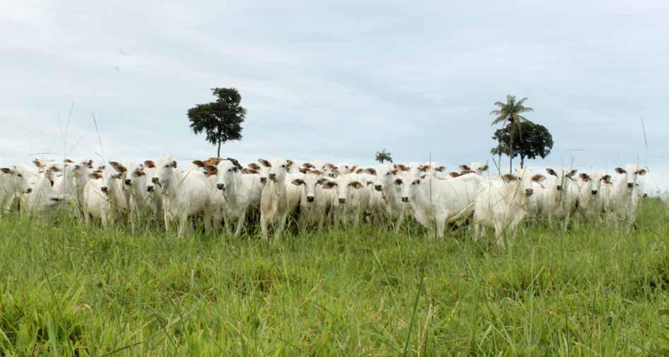 Briefing sobre Produção e Compra Responsável do Proforest 09 Monitoramento Socioambiental da Pecuária no Brasil O setor de pecuária bovina brasileira tem desenvolvido