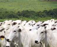 socioambientais para fornecedores diretos de gado e da promoção de boas práticas produtivas.