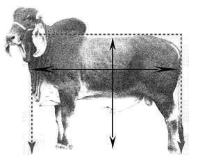 TMD: Total materno do peso a desmama: indica a habilidade total das filhas de um animal para produzir bezerros mais (ou menos) pesados a desmama.