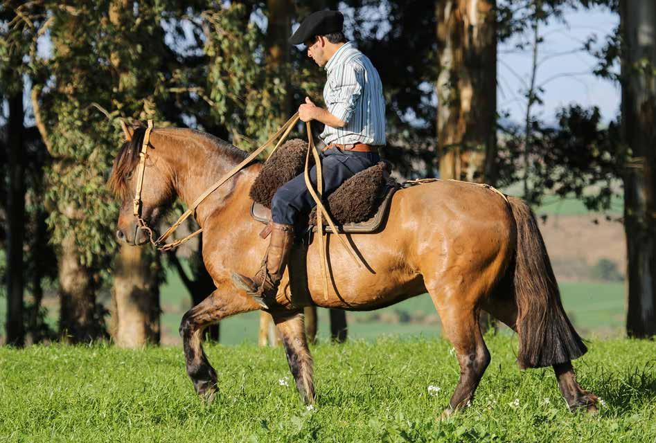 RAMON TEROEL B458729 - RP 162 - Gateada Negra - Macho - 31/08/2012 RAMON 76 INSÓLITO MUCHACHO DE SANTA ANGÉLICA BT FINESSE ÚLTIMA RIMA DO BARULHO TAN TAN