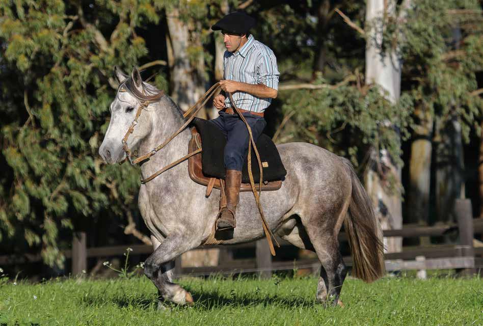 RAMON SENDERO B366556 - RP 153 - Tordilha Vinagre - Macho - 01/10/2011 ÍNDIO VÉIO DA BT LUCERO RECONQUISTA BETA DA RECONQUISTA BT BRAVO HQ CHACARERA OK ESTAMPA Tordilho