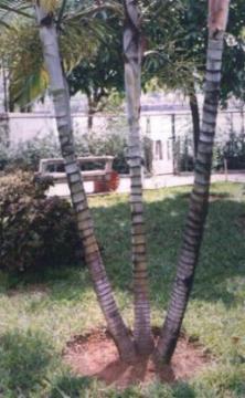 Caule aéreo Estipe Caule cilíndrico, fibroso, sem ramificações, com folhas apenas na extremidade apical. É típico das palmeiras.