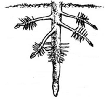 Figura 2 - Semente em germinação, em destaque radículas em crescimento Fonte: Wikipédia Regiões da raiz A observação de uma raiz