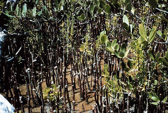 As sementes germinam e as raízes se desenvolvem sobre a planta hospedeira.