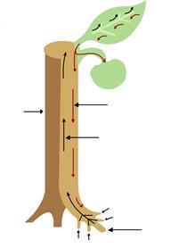 O caule O caule é o órgão vegetal que faz a comunicação entre a raiz e as folhas. É longitudinal, geralmente cilíndrico e ascendente, originando-se do caulículo e da gêmula do embrião.