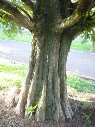 No ápice do caule existe sempre uma gema apical, responsável pelo crescimento do caule em extensão.