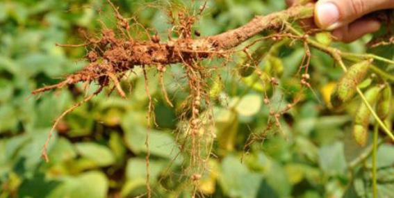 Práticas como o mlhoramnto gnético dos cultivars, prparo d solo, adubação com macro micro nutrints, manjo intgrado d pragas donças ntr outras técnicas agronômicas são amplamnt utilizadas para aumntar