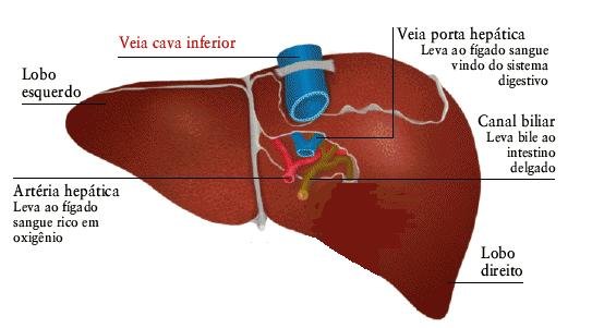 exócrina.