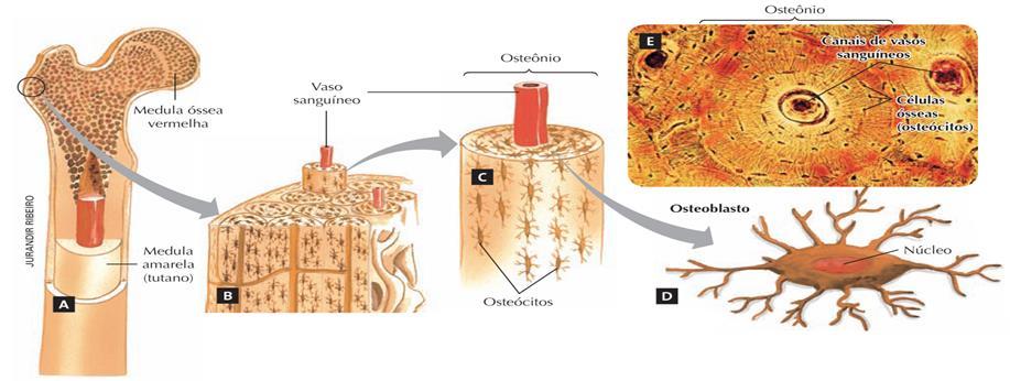 Tecido Conjuntivo Figurado (Ósseo) Características O tecido conjuntivo ósseo constitui os ossos, suas células são envolvidas em uma matriz intercelular rígida, rica em fibras colágenas e