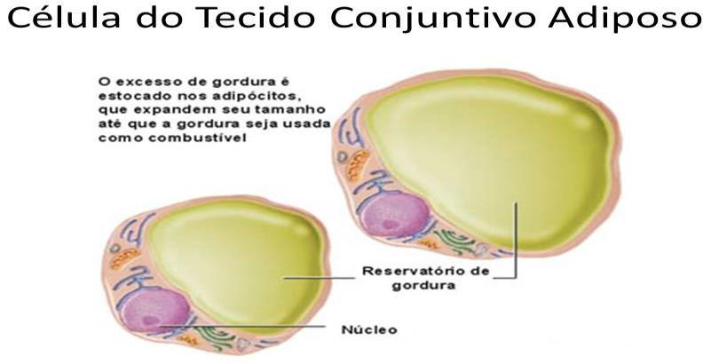 Tecido Conjuntivo Adiposo Características O