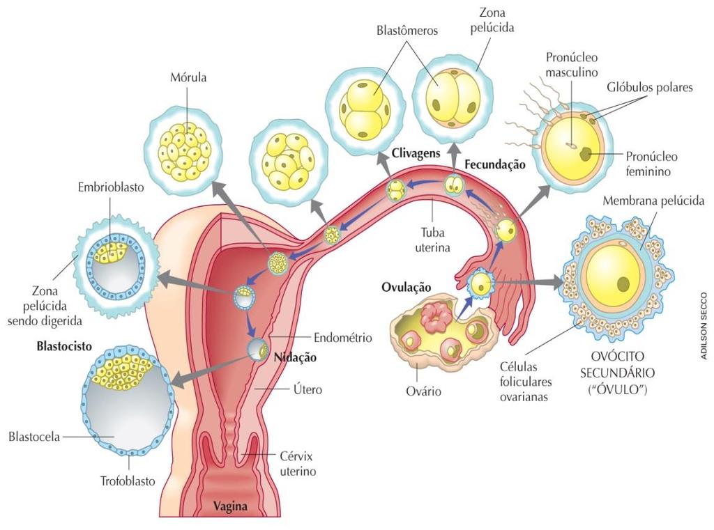 Histologia Animal Após a fecundação do espermatozoide com o óvulo forma-se o embrião que sofre interruptas divisões ocorrendo diferenciação celular.