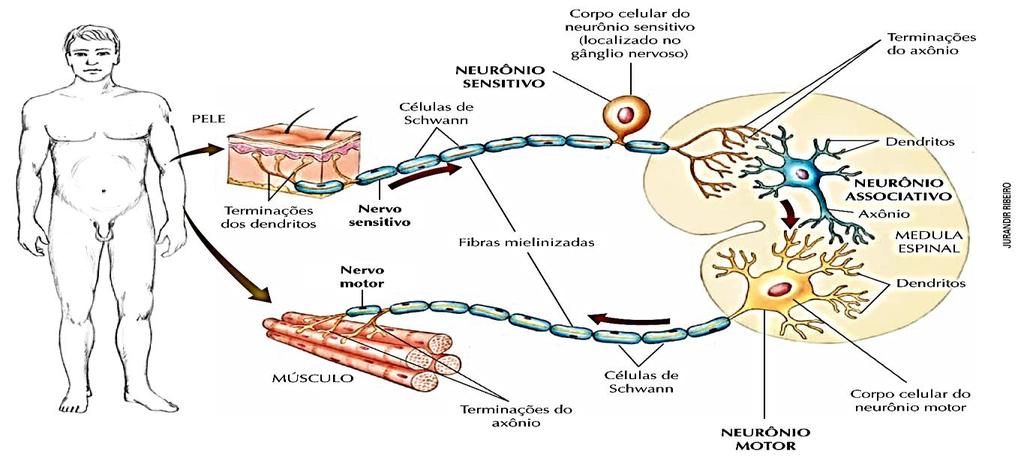 Tecido Nervoso Características As células do tecido nervoso são especializadas na condução dos impulsos