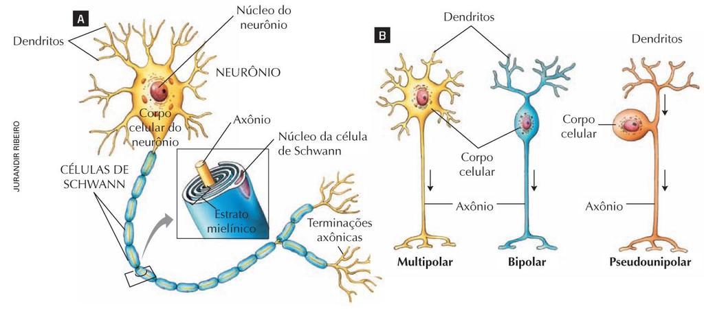 Células nervosas (neurônios) O neurônio é a principal célula do Sistema Nervoso, ele quem conduz os impulsos nervosos para todo o corpo.