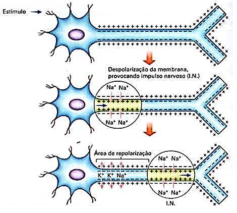Estimulando o neurônio O neurônio quando em estado de repouso apresenta-se polarizado, ou seja, a membrana plasmática é carregada positivamente do lado externo e negativamente do lado interno.