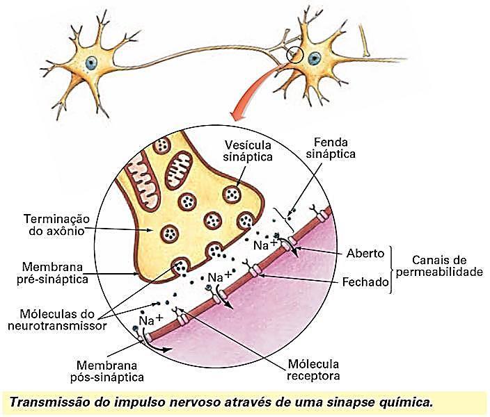 O corpo humano possui mais de 100 bilhões de neurônios que se comunicam, porém não se tocam, e o espaço entre eles é chamado de sinapse.