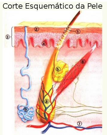O tecido epitelial não é invadidos por vasos sanguíneos, portanto, sua nutrição ocorre por difusão, a partir dos vasos