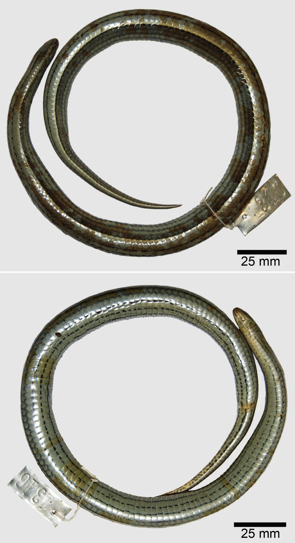 Morphological variation of Gomesophis brasiliensis and Ptychophis flavovirgatus Redescription of the holotype (Figs 5 6): Adult female, SVL 466 mm; head length 14.