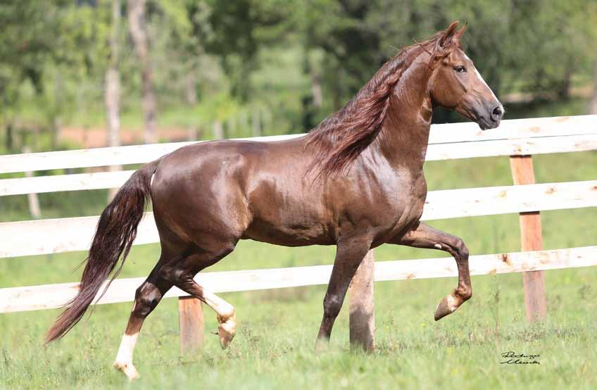 Jubilu da Figueira 17 AVA DA FIGUEIRA Cavalo jovem selecionado na cabeceira do Haras Figueira, futuro reprodutor de pelagem alazã.