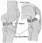 Musculatura - 41% Jonhs & Wright,1962 Fatores que limitam a Flexibilidade Fatores que limitam a Flexibilidade Fatores