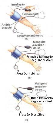 Sinais Vitais Deve-se explicar para a pessoa o que será realizado. É comum entre profissionais de saúde ocultar da vítima o valor medido.