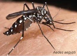 Dengue É uma doença infecciosa causada por vírus.