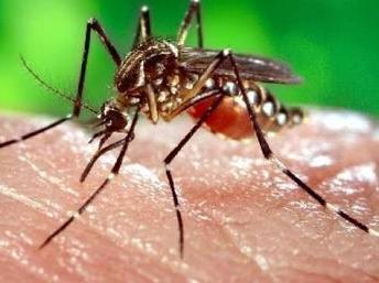 Aedes aegypti Transmissor da dengue (vacina em teste),