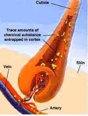 A determinação de elementos - traço é mais fidedigna se realizada em amostras de tecido (cabelo, pele ou unha), sendo mais facilmente realizada no cabelo.