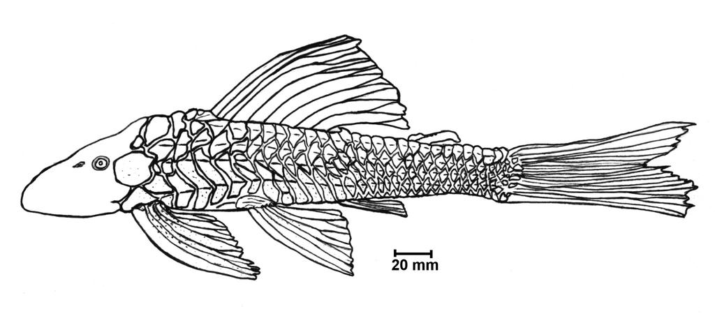 Guia didático sobre peixes da Lagoa Mangueira 11 em um par de estruturas semelhantes a almofadas que, no macho, são mais desenvolvidas, formando um invólucro para incubação dos ovos.