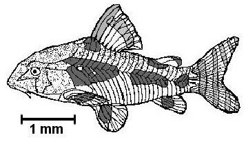 CASCUDA-ESCURA NOME CIENTIFICO: Hypostomus commersonii FAMILIA: Loricariidae Corpo de cor verde-escuro revestido de placas ósseas com manchas pretas arredondadas.