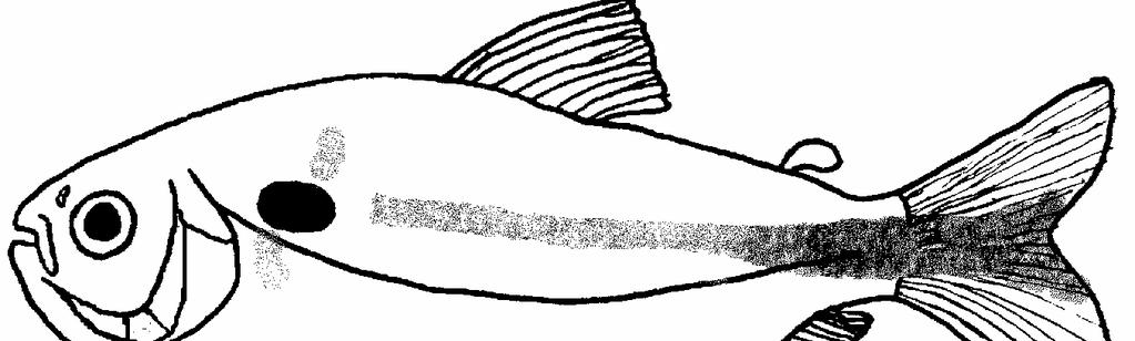 Guia didático sobre peixes da Lagoa Mangueira LAMBARI-RABO-AMARELO 7 NOME CIENTIFICO: Astyanax jacuhiensis FAMILIA: Characidae Corpo fusiforme, lateralmente comprimido, com curvaturas ventrais e