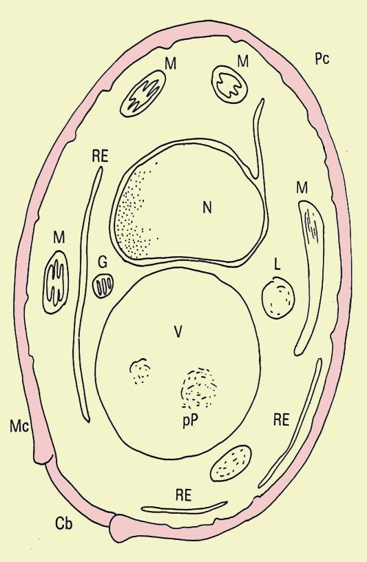 (2) Membrana citoplasmática ou plasmalema Posição: abaixo da parede celular e delimita em seu interior todas as microestruturas e o hialoplasma.