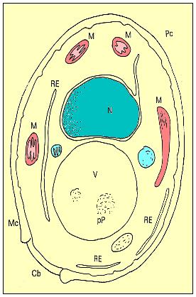 (5) Mitocôndria pequenas organelas com membrana dupla com invaginações internas (cristas); a função é conversão da energia aeróbica (ATP); síntese de proteínas e RNA.