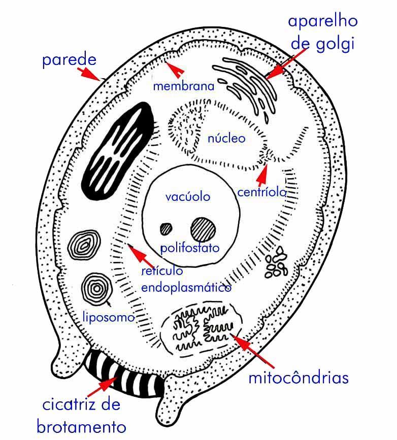 Estruturas de uma levedura típica,