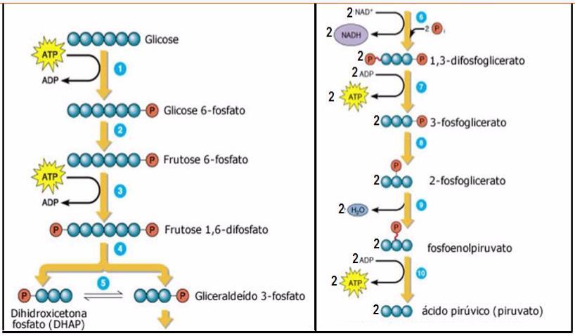 Glicólise 59 http://docplayer.com.