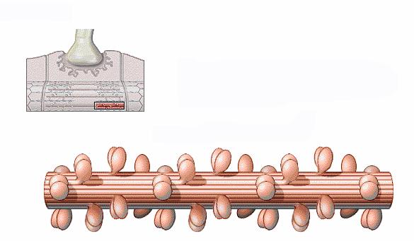 Filamentos grossos: Miosina Cabeça